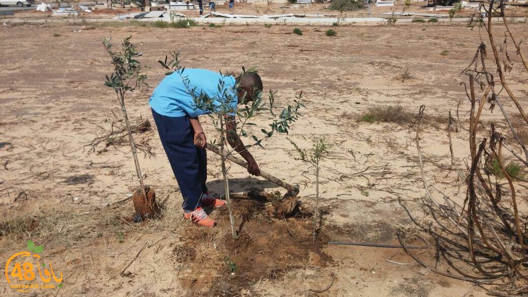 shajar tasojj (3).JPG